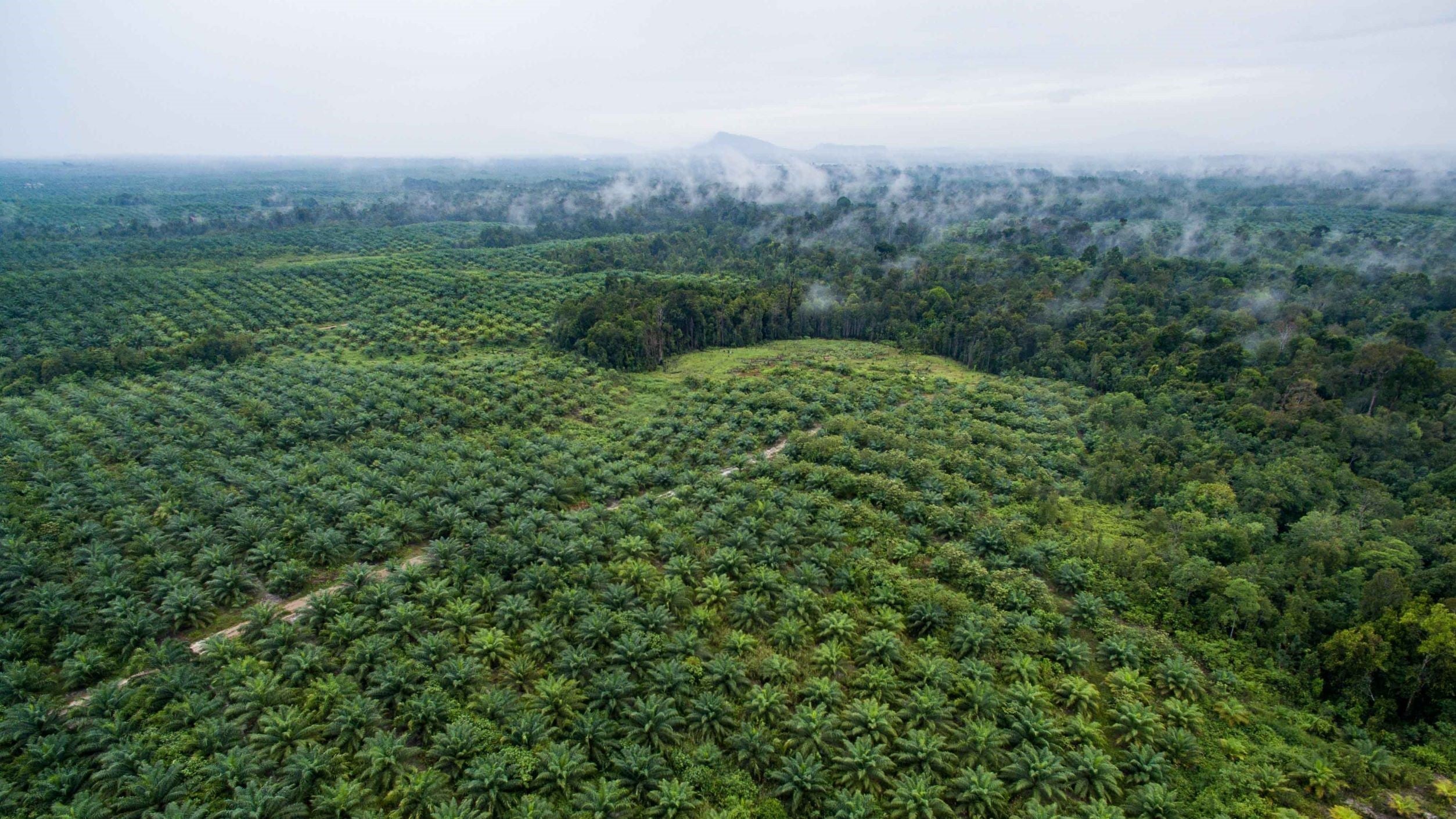 Palm Oil: Affecting your health, destroying the plant